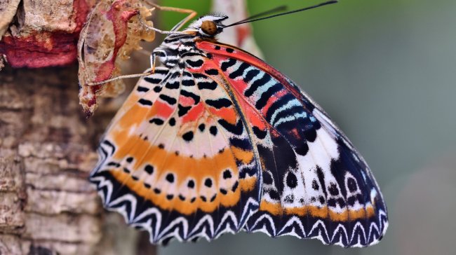 Začíná výstava motýlů se zaměřením na detaily jejich těla. Motýly můžete pozorovat i online