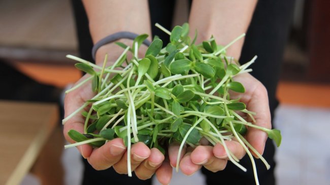 Chtěli byste mít skvělou domácí zeleninu po celý rok? Pěstujte microgreens!